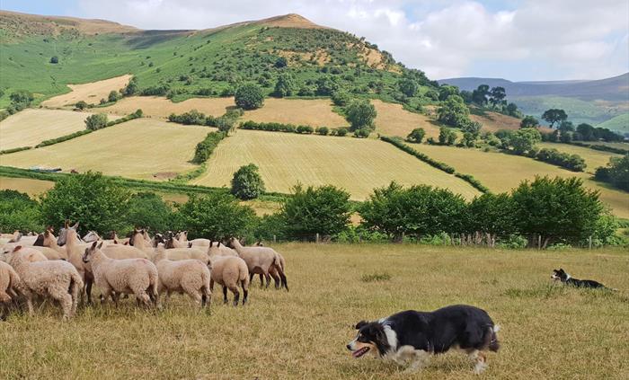 sheep herding experience in the brecon beacons